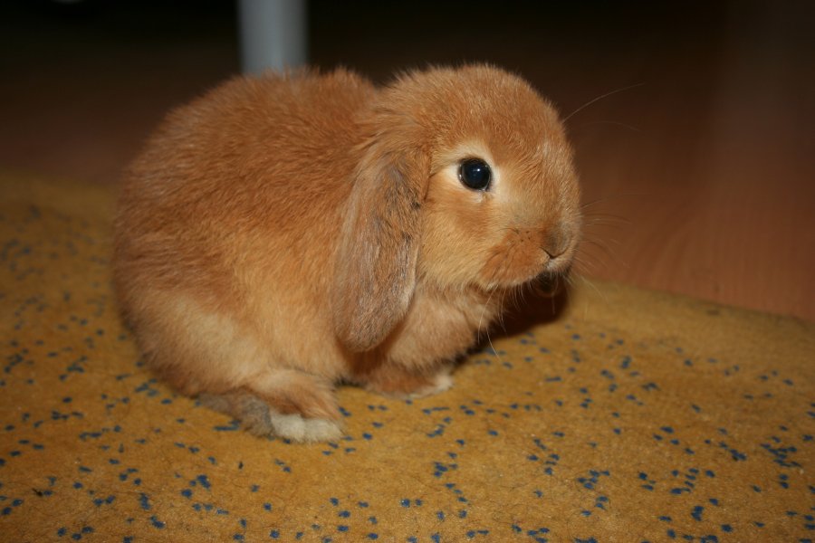 Tobby3