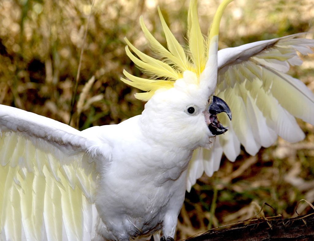 wallpaper_parrots_02_copy